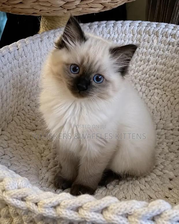 1-3 months Female Purebred Siamese - main view