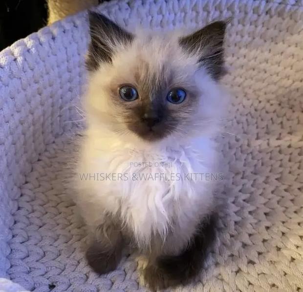 1-3 months Female Purebred Siamese - thumbnail 2
