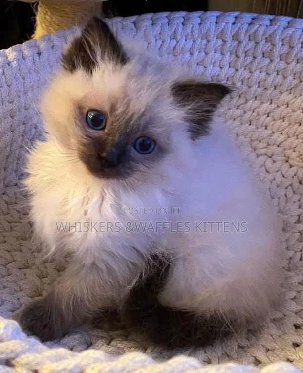 1-3 months Female Purebred Siamese - thumbnail 3