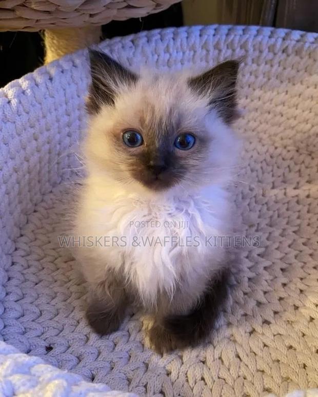 1-3 months Female Purebred Siamese - thumbnail 4