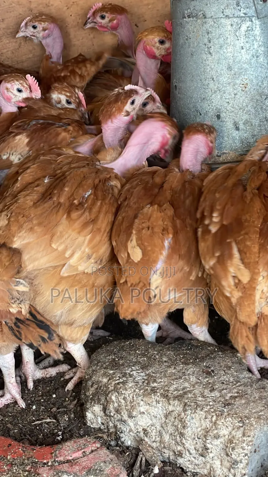 Improved Kienyenji Chicks