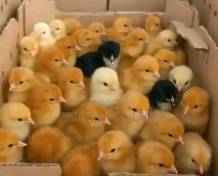 Improved Kienyenji Chicks
