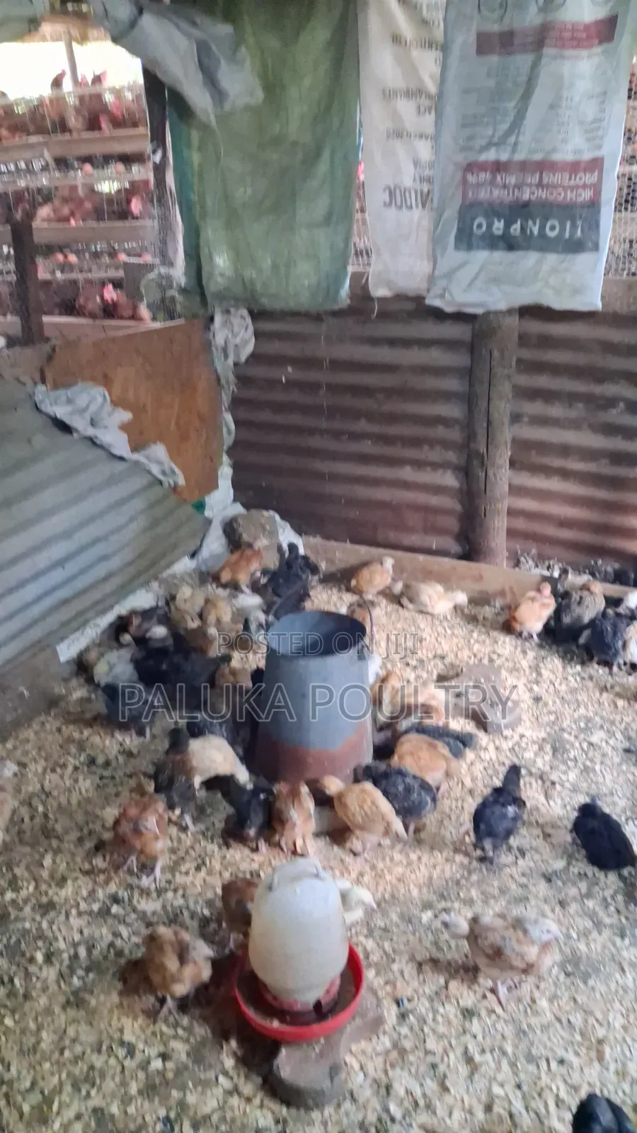 Improved Kienyenji Chicks
