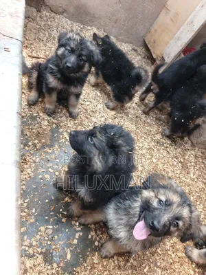 1-3 months Female Purebred German Shepherd