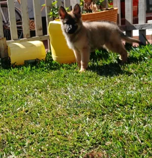 1-3 months Male Purebred German Shepherd