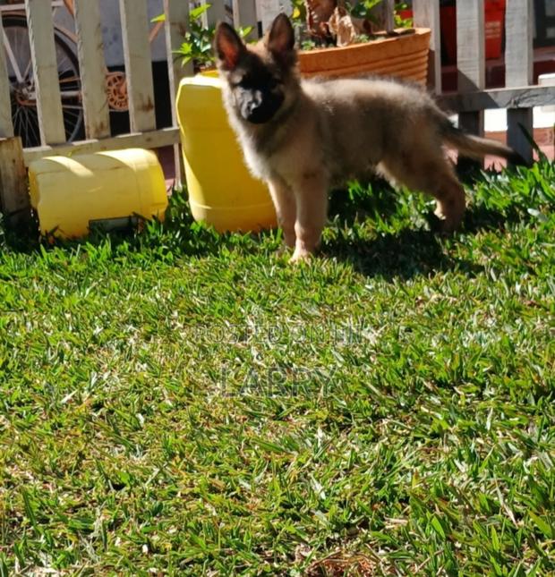 1-3 months Male Purebred German Shepherd