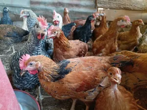 Improved Kienyeji Chicken