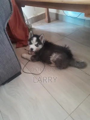 1-3 months Male Purebred Siberian Husky