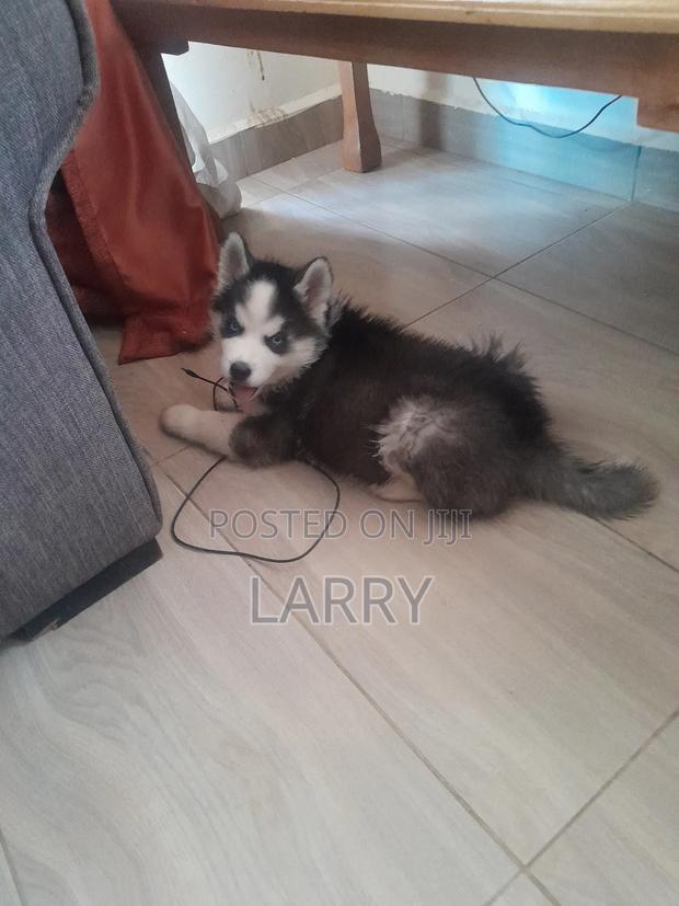 1-3 months Male Purebred Siberian Husky