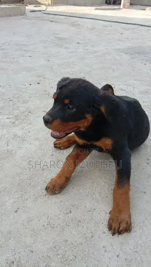 1-3 months Female Purebred Rottweiler