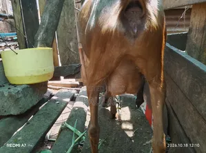 Alpine Goat