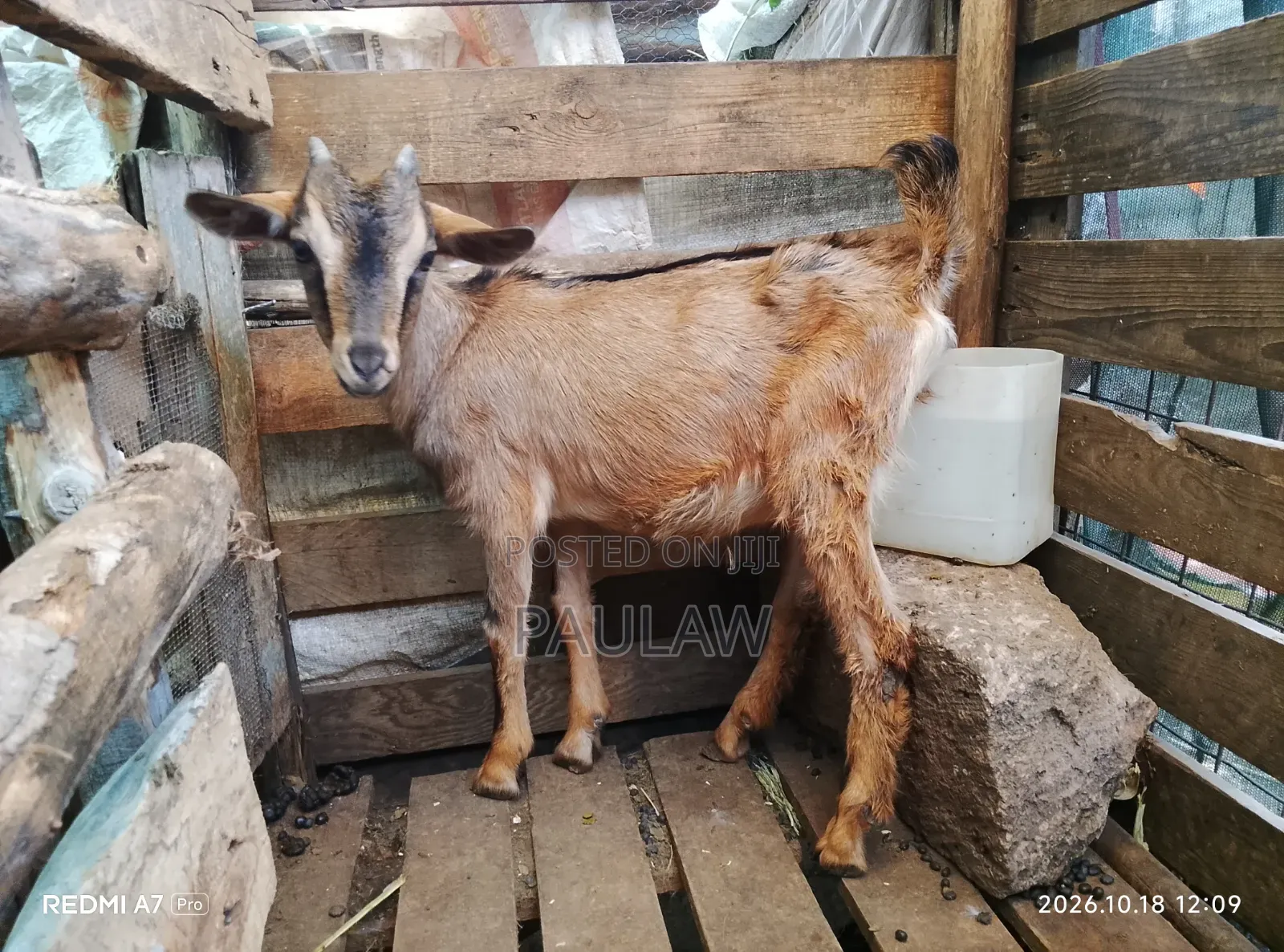 Alpine Goat