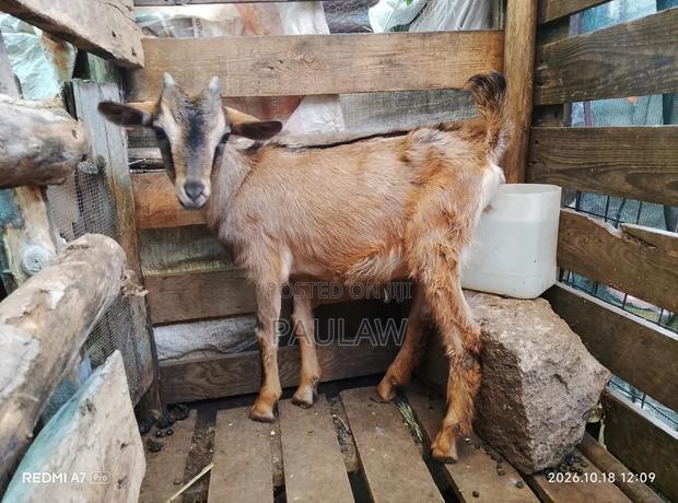 Alpine Goat - main view