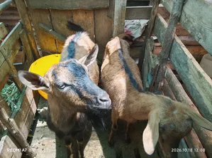 Alpine Goat