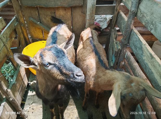 Alpine Goat - thumbnail 3