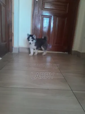 1-3 months Male Purebred Siberian Husky