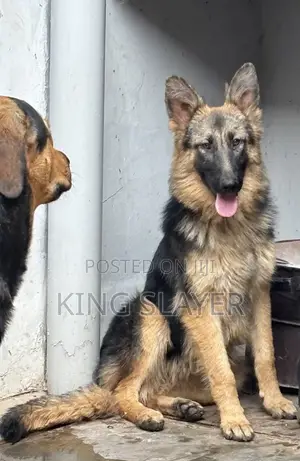 3-6 months Female Purebred German Shepherd