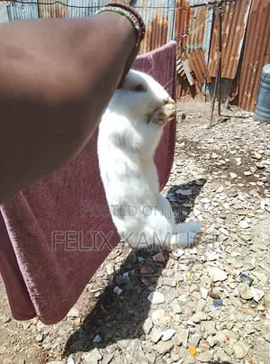 Male Rabbit