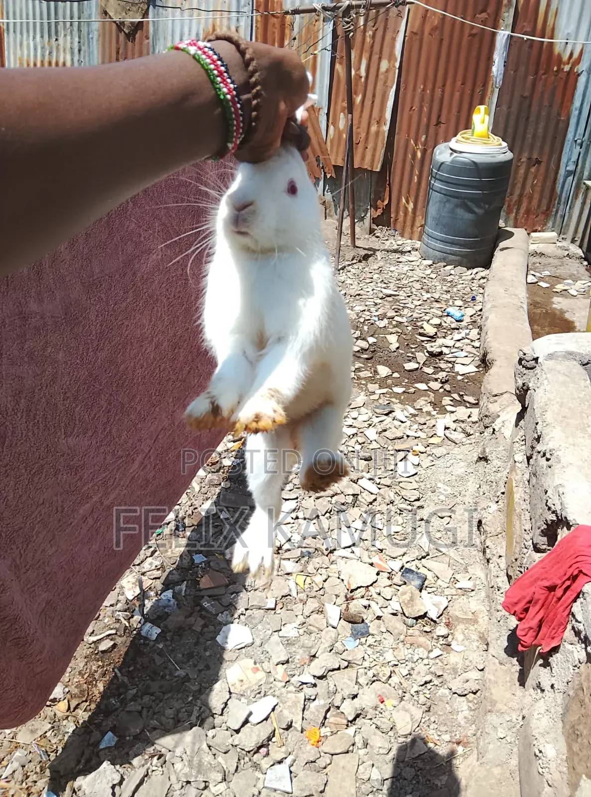Male Rabbit