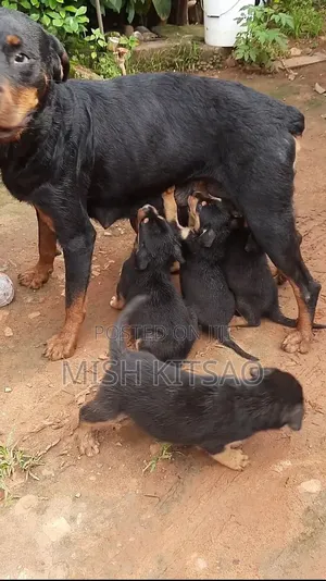 1-3 months Male Mixed Breed Rottweiler