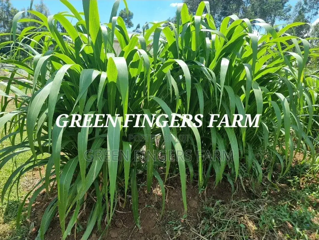 Hybrid Napier Grass