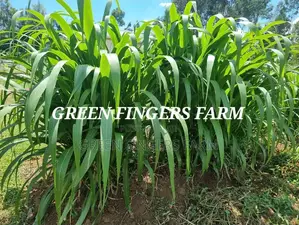 Hybrid Napier Grass