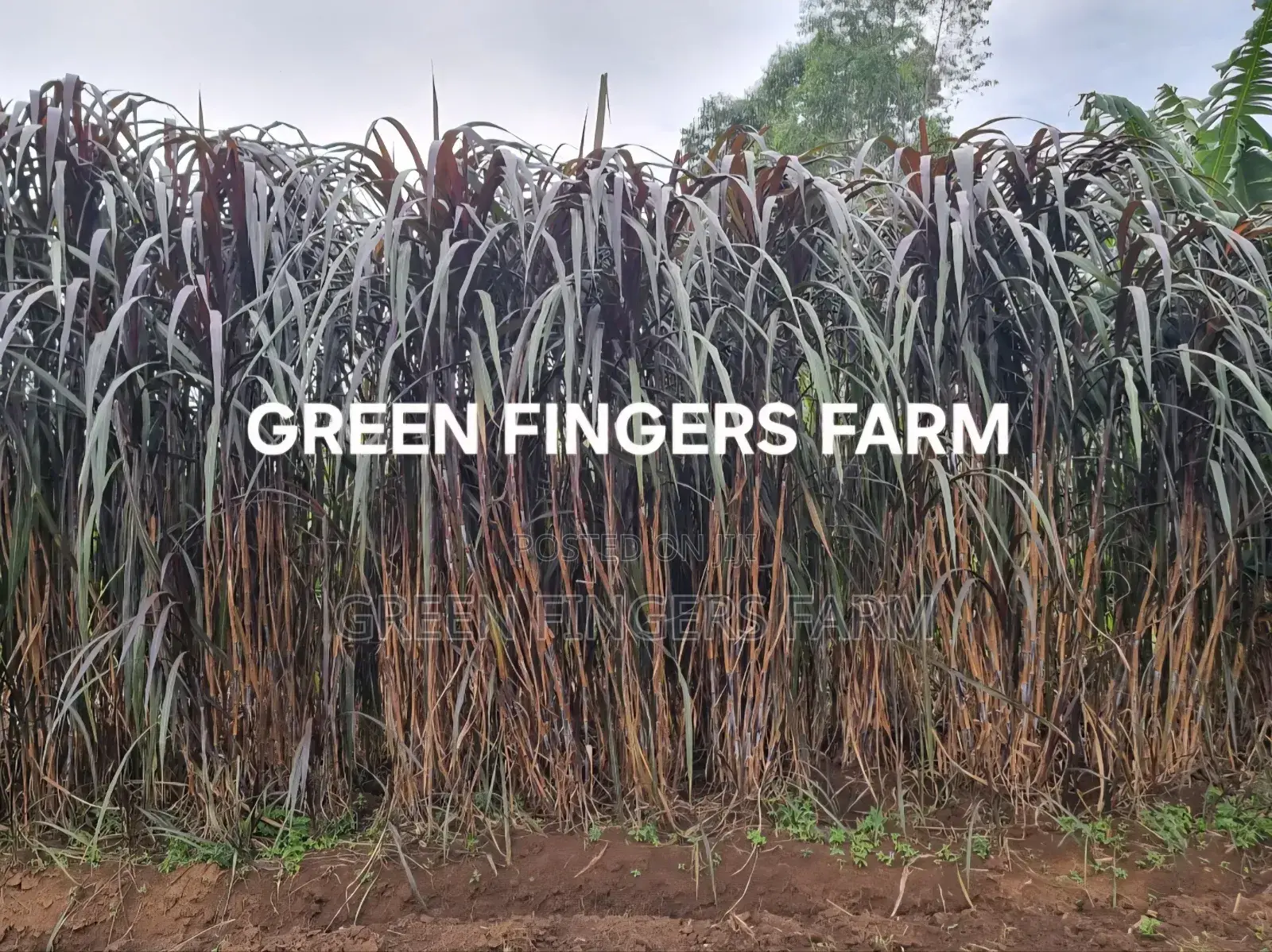 Hybrid Napier Grass