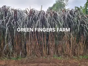 Hybrid Napier Grass