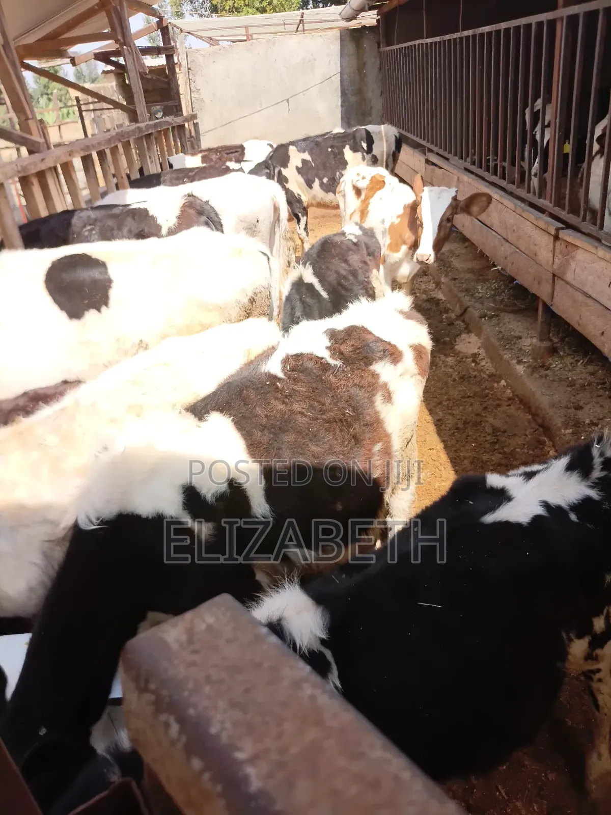 Bethdairy Farm