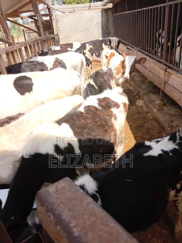 Bethdairy Farm