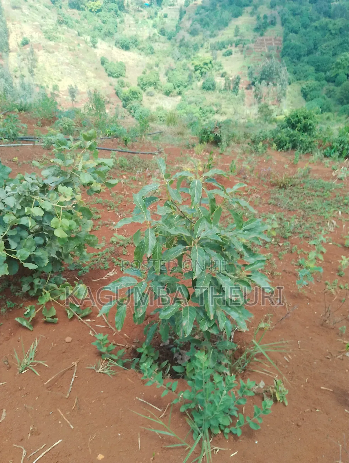 12.4 Acres