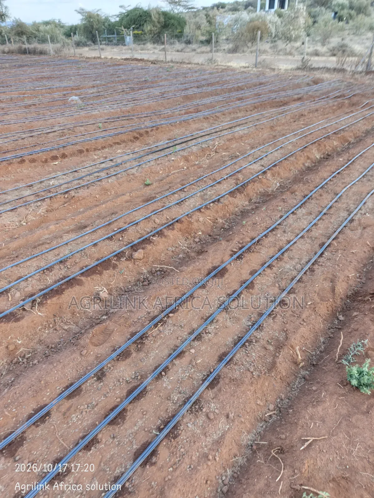Driplines Installation 1 Acre