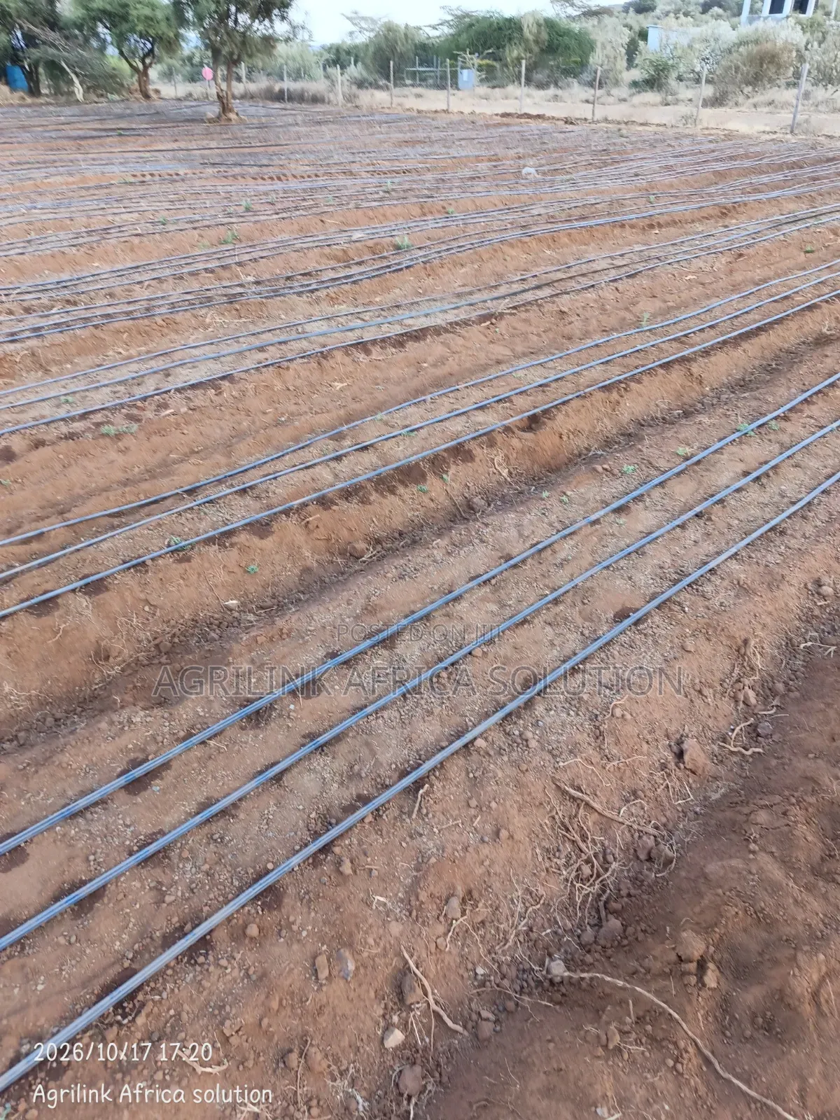 Driplines Installation 1 Acre