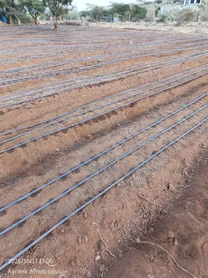 Driplines Installation 1 Acre
