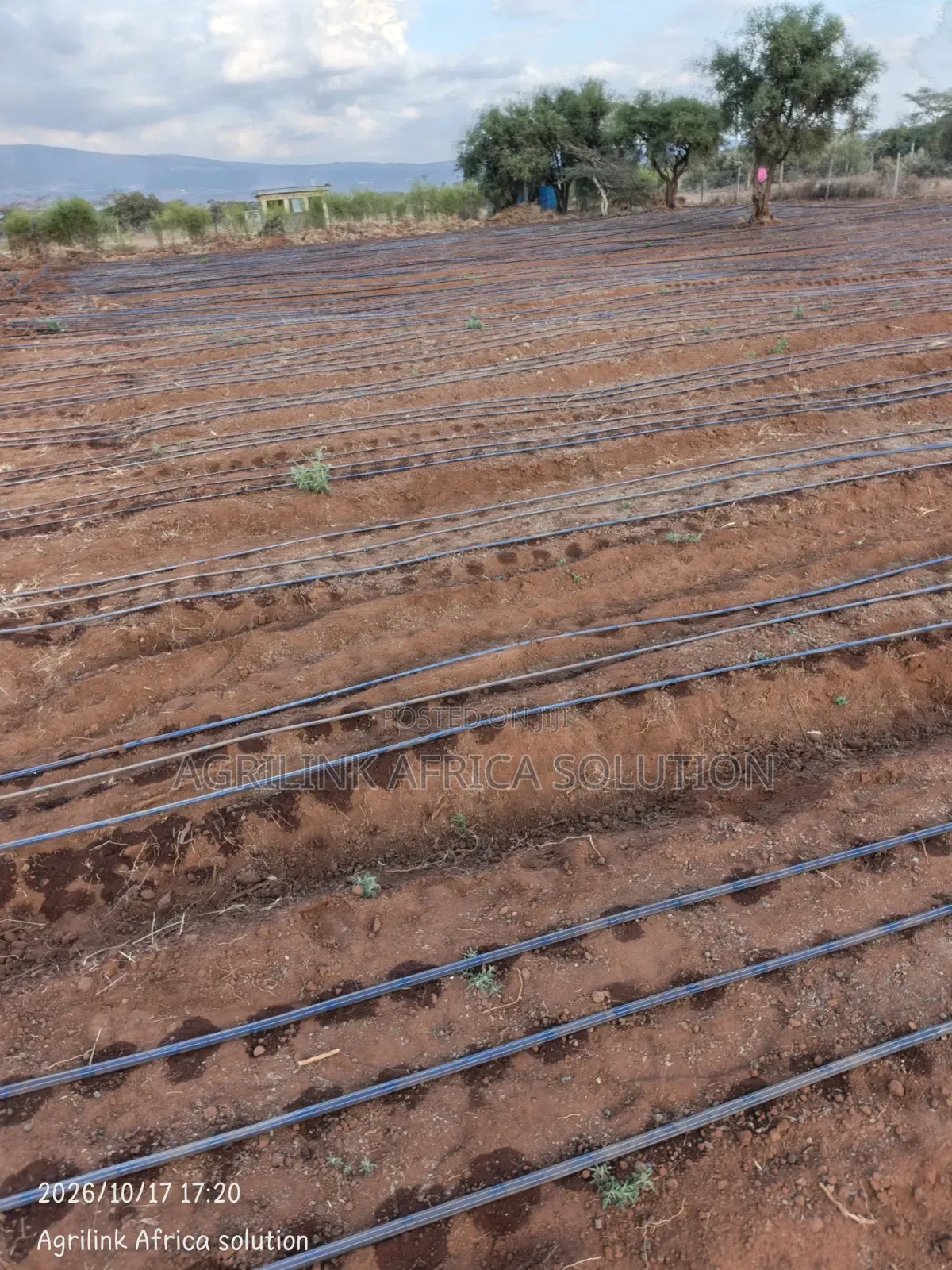 Driplines Installation 1 Acre