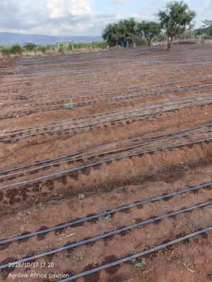 Driplines Installation 1 Acre