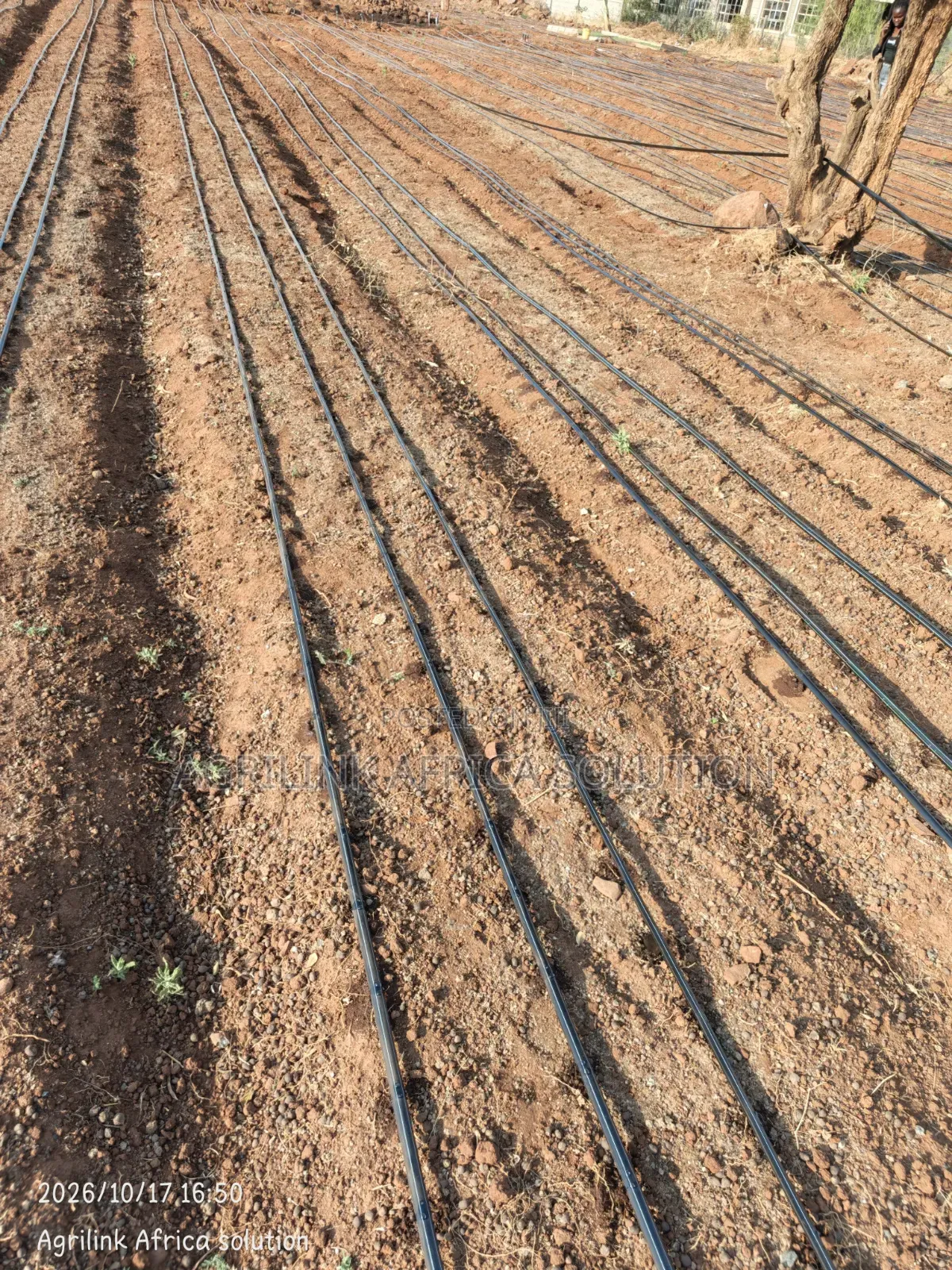 Driplines Installation 1 Acre