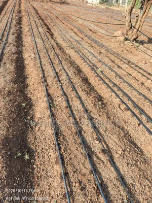 Driplines Installation 1 Acre