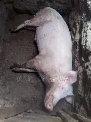 Large White Boar for Sale.