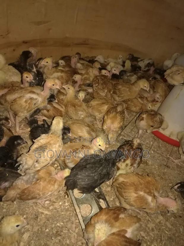3 Month Old Pure Kienyeji Chicken