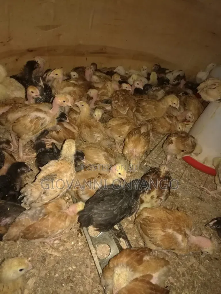 3 Month Old Pure Kienyeji Chicken