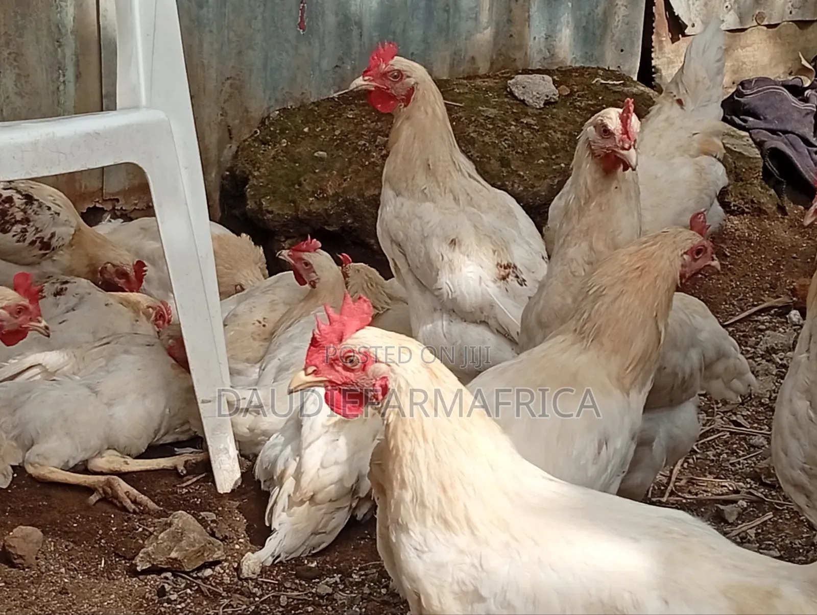 Chicken Cockrels, Kienyeji