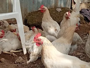 Chicken Cockrels, Kienyeji