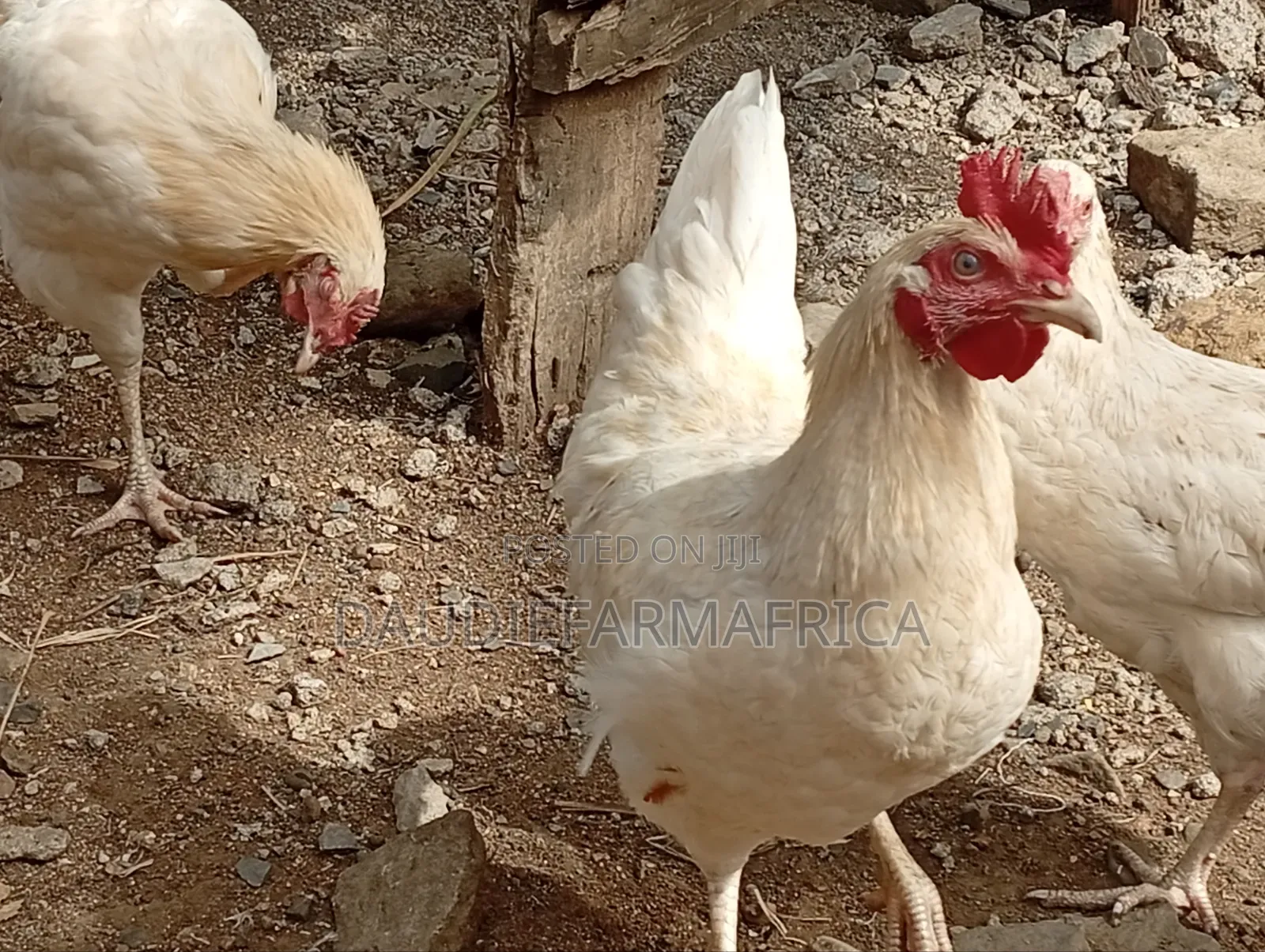 Chicken Cockrels, Kienyeji