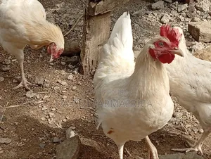 Chicken Cockrels, Kienyeji