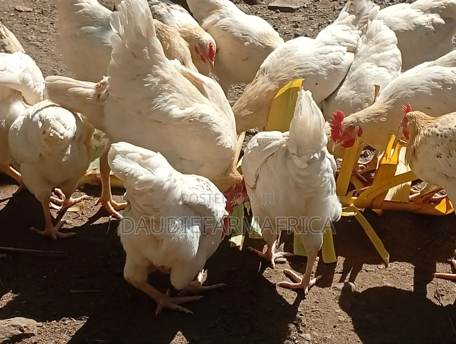 Chicken Cockrels, Kienyeji