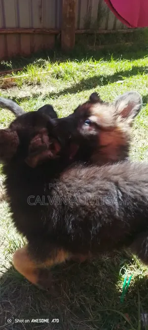 1-3 months Male Purebred German Shepherd