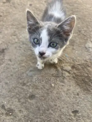 1-3 months Female Mixed Breed Blue