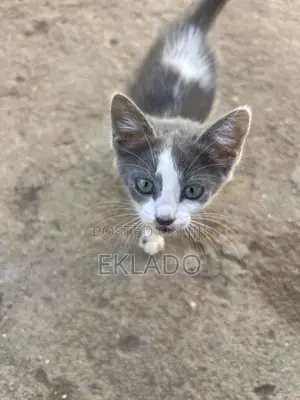 1-3 months Female Mixed Breed Blue