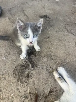 1-3 months Female Mixed Breed Blue